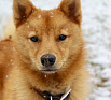 Club Suomen К-Trail Blazer Fenrir № RKF5529595, 08.03.19, вл. Steffanie Costigan, Canada
