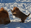 Щенки от Клуб Суомен Икара и Golden Grouse Gerda