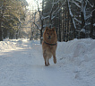 Клуб Суомен Ярви № RKF6280854, 05.03.21, вл. Осипова О.А., г. Самара