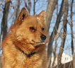 Клуб Суомен Максимилиан № RKF5660579, 25.03.19, вл. Шумейко И.В., Приморский край