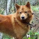 Грей № RKF2795955, 01.05.10, вл. Бурбенко А.В., г. Ярославль