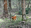 Клуб Суомен Чак № RKF6287036, 22.06.21, вл. Dita Panko, Latvija