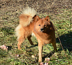 Клуб Суомен Сатир № RKF3647386, 13.03.13., г. Москва
