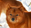 Клуб Суомен Сатир № RKF3647386, 13.03.13., г. Москва