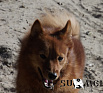 Д-Юкки № RKF3751456, 30.09.13., вл. Перевезнюк Р.Ю., г. Томск
