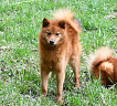 Клуб Суомен Чак № RKF6287036, 22.06.21, вл. Dita Panko, Latvija