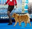 Клуб Суомен Максимилиан № RKF5660579, 25.03.19, вл. Шумейко И.В., Приморский край