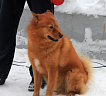 Баян № RKF2951030, 21.03.11, вл. Кабанов Б.А., г. Москва