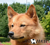 Клуб Суомен Юсси № RKF3766637, 16.07.13., вл. Лаврова А.Б., г. Москва