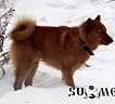 Клуб Суомен Бест № RKF4246350, 23.02.15., вл. Никитин В.М., Ульяновская область