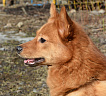 Клуб Суомен Елла № RKF3779656, 01.10.13., Московская область