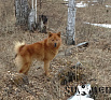 Один № RKF3955731, 20.05.14., вл. Левин А.И., Республика Тыва