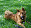 Club Suomen К-Trail Blazer Fenrir № RKF5529595, 08.03.19, вл. Steffanie Costigan, Canada