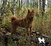 Сойка № RKF0000000, 31.10.15., вл. Асеева Н.Н., Томская область
