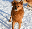 Клуб Суомен Тоня № RKF0000000, 06.02.25, Московская обл.