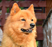 Клуб Суомен Сатир № RKF3647386, 13.03.13., г. Москва