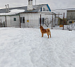 Клуб Суомен Еремей № RKF0000000, 15.03.23, вл. Захаров К.В., Рязанская область