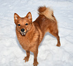Клуб Суомен Тоня № RKF0000000, 06.02.25, Московская обл.