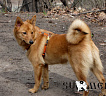 Айка № RKF2845800, 17.11.10, вл. Назаркин А.А., г. Москва