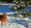 Клуб Суомен Сатир № RKF3647386, 13.03.13., г. Москва