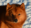 Клуб Суомен Сатир № RKF3647386, 13.03.13., г. Москва