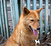 Тесея № RKF3929105, 08.05.14., вл. Милкин Н.С., г. Красноярск