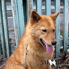 Тесея № RKF3929105, 08.05.14., вл. Милкин Н.С., г. Красноярск