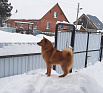 Клуб Суомен Красный Рэд № RKF0000000, 08.03.19, вл. Боровик С.Ф., ХМАО