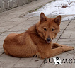 Шарик № RKF0000000, 03.07.13., вл. Мясникова А.Г., г. Москва