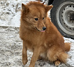 Клуб Суомен Финик № RKF0000000, 07.04.25, вл. Орлов Р.А., г. Москва