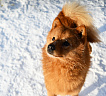 Клуб Суомен Персей № RKF0000000, 03.02.25, Московская обл.