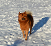 Клуб Суомен Сатир № RKF3647386, 13.03.13., г. Москва
