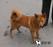 Зарт № RKF0000000, 30.11.13., вл. Гулевский Г.Г., г. Мурманск