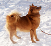 Клуб Суомен Сатир № RKF3647386, 13.03.13., г. Москва