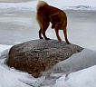 Клуб Суомен Умка № RKF6448621, 19.02.22, вл. Тарасов В.Л., г. Санкт-Петербург