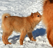 Щенки от Клуб Суомен Икара и Golden Grouse Gerda