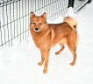 Клуб Суомен Тоня № RKF0000000, 06.02.25, Московская обл.