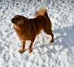 Клуб Суомен Тоня № RKF0000000, 06.02.25, Московская обл.