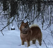 Клуб Суомен Тим № RKF6448421, 01.02.22, вл. Максимов Ю.В., Смоленская область