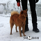 Каянни № RKF3278663, 28.03.12, вл. Саратокин П.В., г. Инта