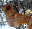 Клуб Суомен Бест № RKF4246350, 23.02.15., вл. Никитин В.М., Ульяновская область