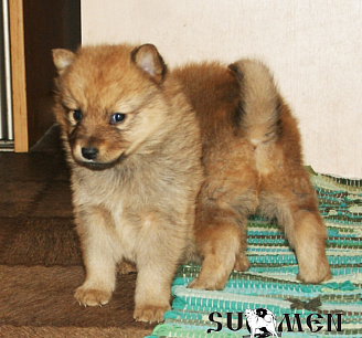 Щенки от Клуб Суомен Цейс и Тесея