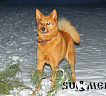 Фантастик Фиеста № RKF3567751, 28.03.13., вл. Якушин Р., г. Новосибирск