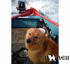 Зальтаир № RKF0000000, 18.04.16., вл. Сачинский П.Н., ЯНАО