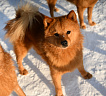 Клуб Суомен Персей № RKF0000000, 03.02.25, Московская обл.