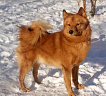 Клуб Суомен Сатир № RKF3647386, 13.03.13., г. Москва