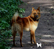 Вайда № RKF3302854, 16.12.11, вл. Невструев И.Ю., г. Москва