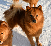 Клуб Суомен Персей № RKF0000000, 03.02.25, Московская обл.