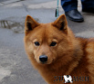 Карху № RKF3278649, 17.03.12, вл. Дементьев В.Т., г. Москва