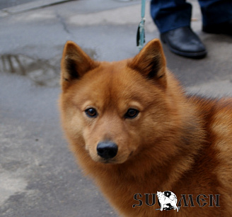 Карху № RKF3278649, 17.03.12, вл. Дементьев В.Т., г. Москва